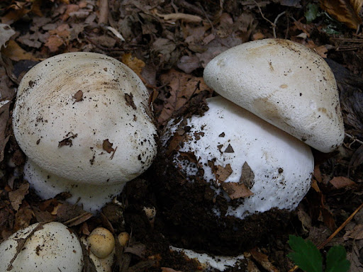 Pogonoloma macrocephalum