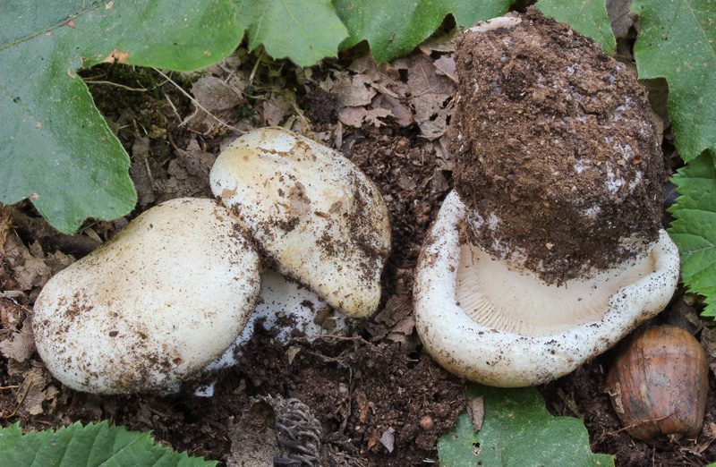 Pogonoloma macrocephalum