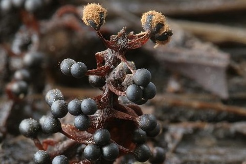 Metatrichia floriformis