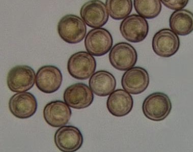 Metatrichia floriformis