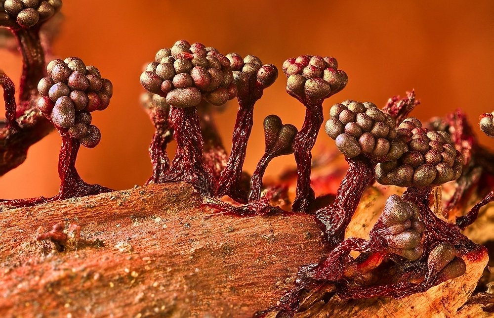 Metatrichia floriformis