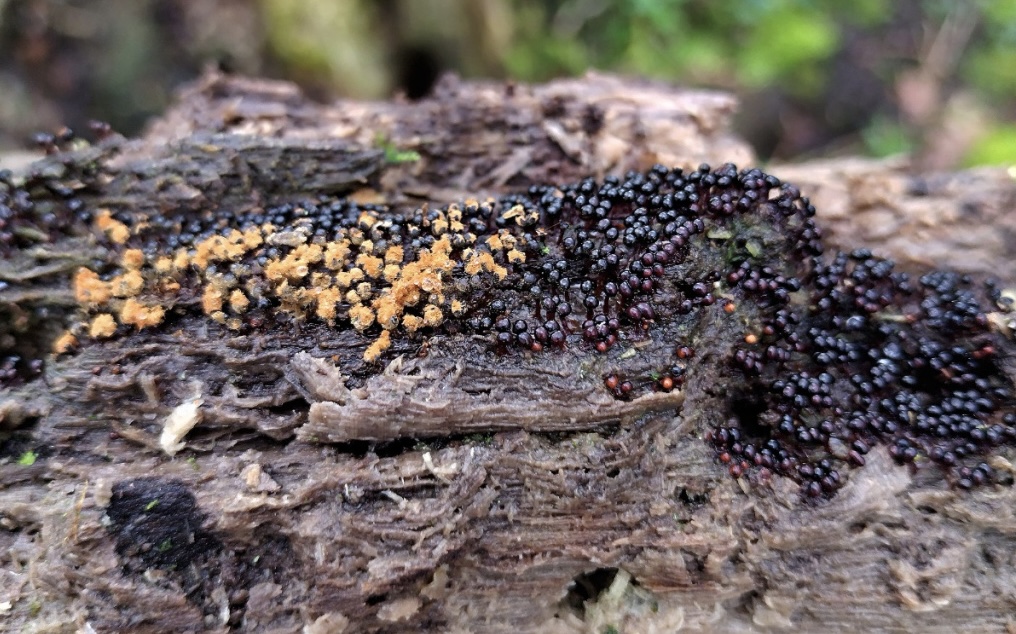Metatrichia floriformis
