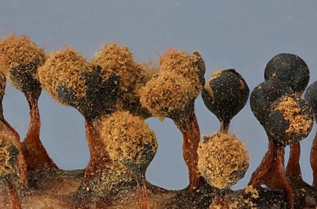 Metatrichia floriformis