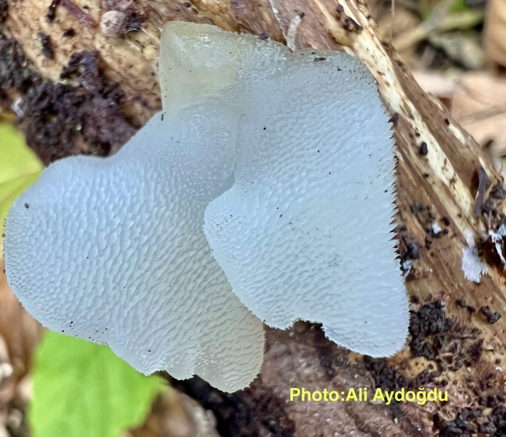 Pseudohydnum gelatinosum
