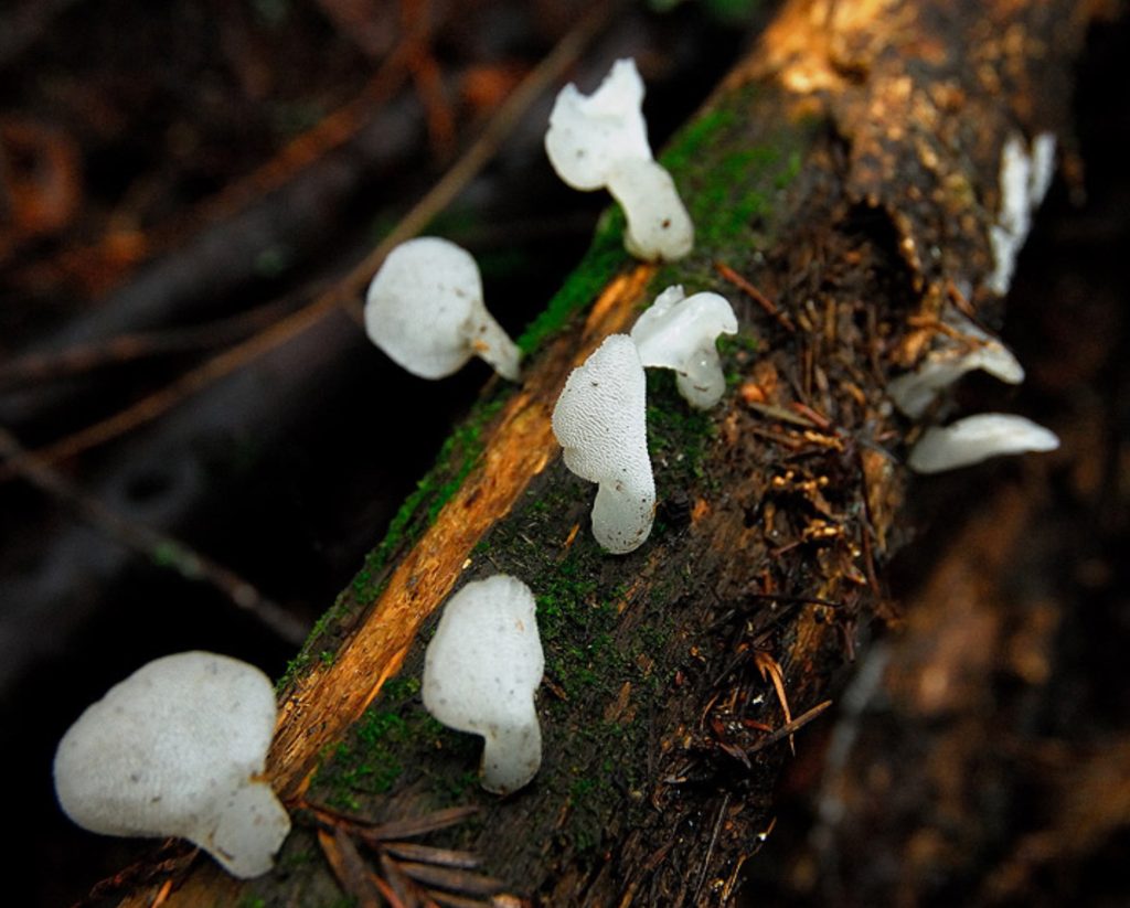 Pseudohydnum gelatinosum
