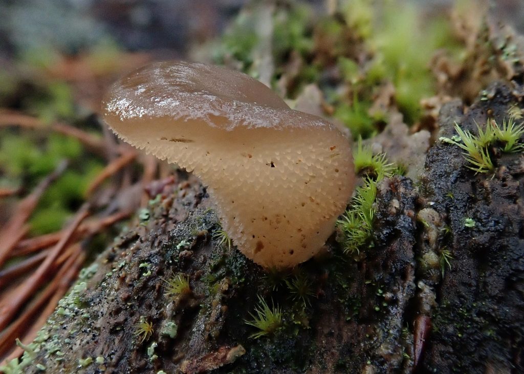 Pseudohydnum gelatinosum

