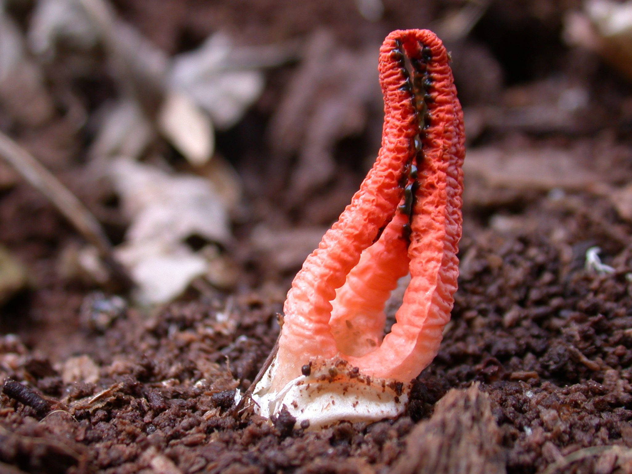 Pseudocolus fusiformis