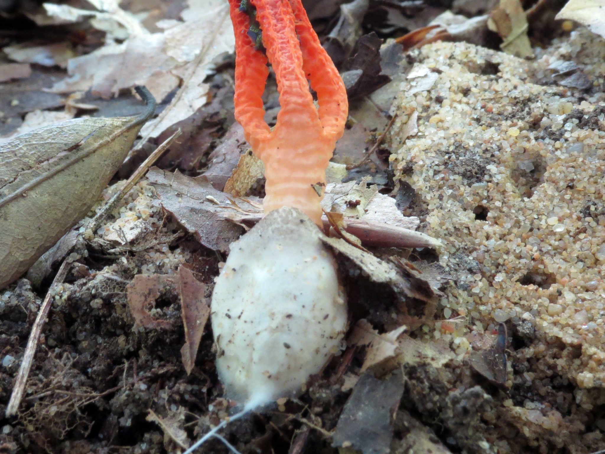 Pseudocolus fusiformis
