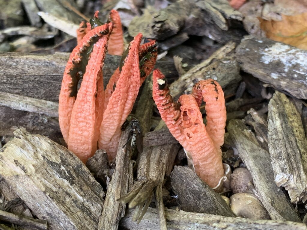 Pseudocolus fusiformis