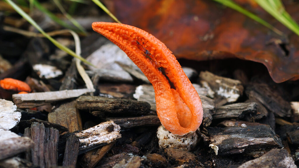 Pseudocolus fusiformis