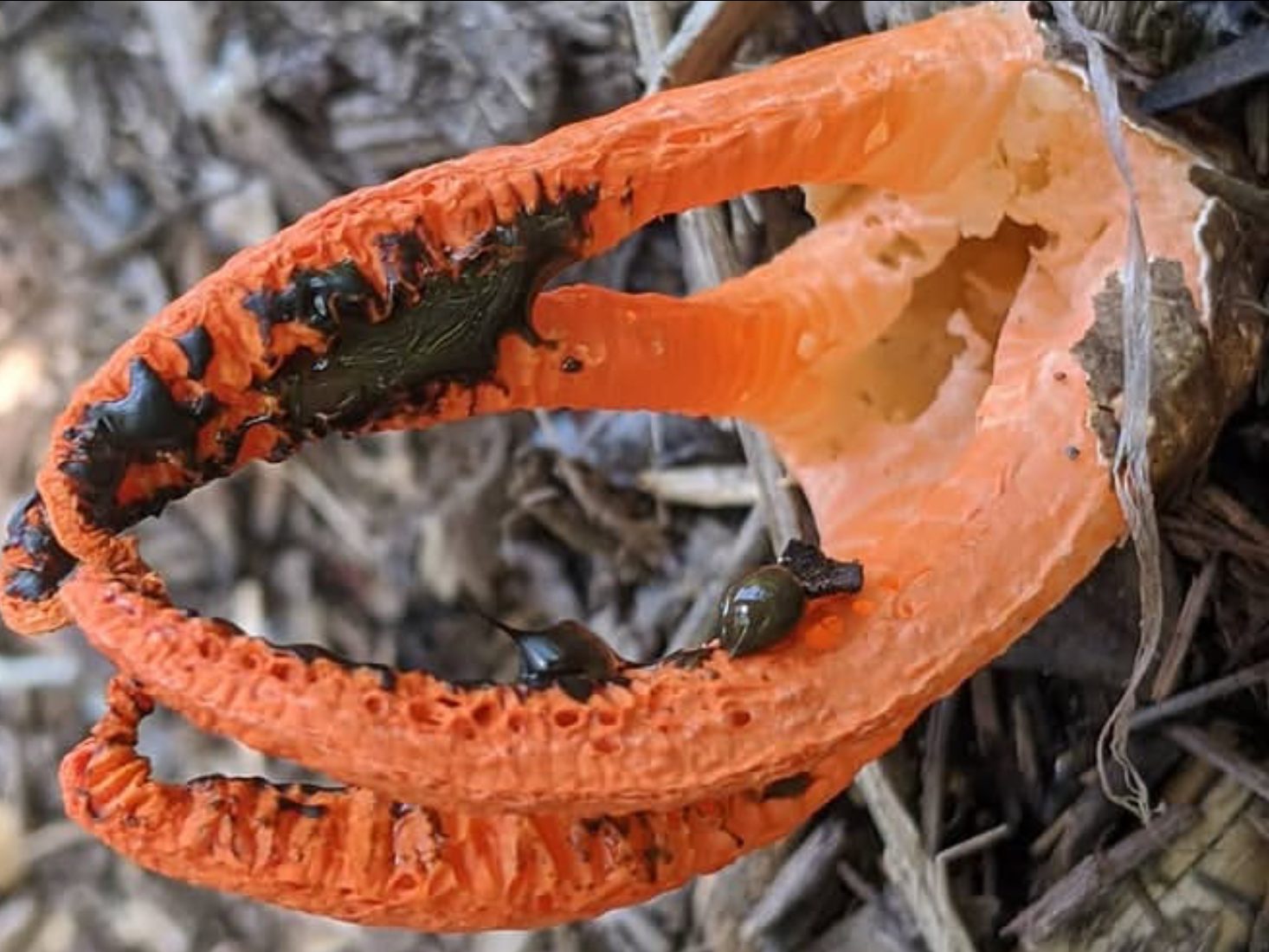 Pseudocolus fusiformis