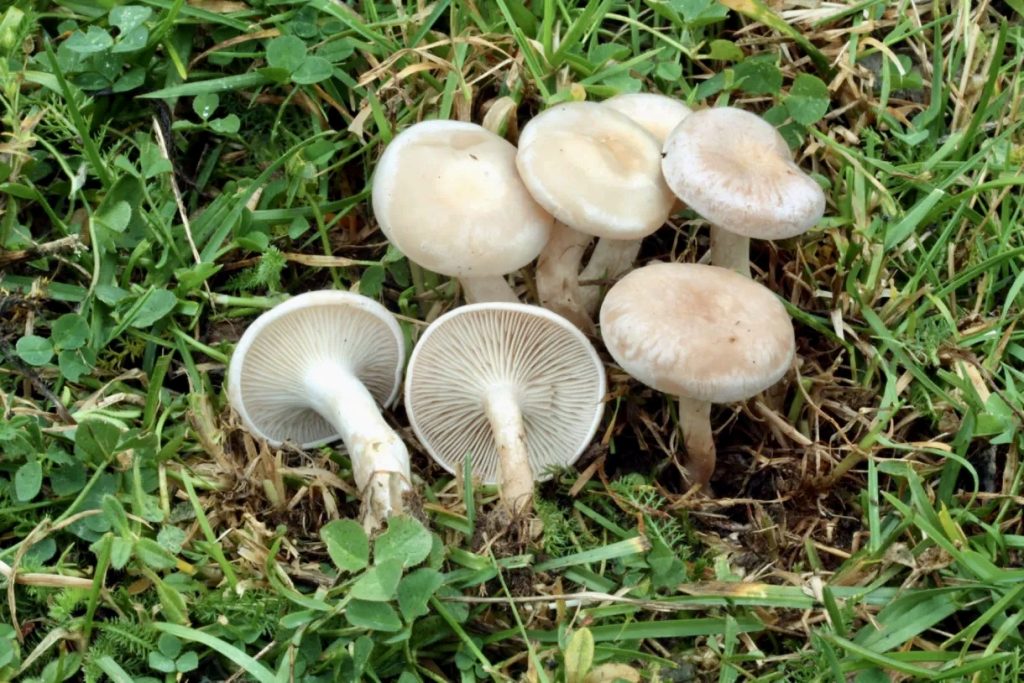 Collybia rivulosa