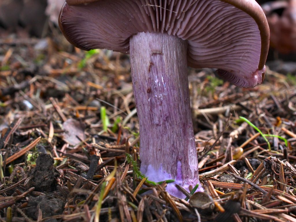 Collybia nuda 