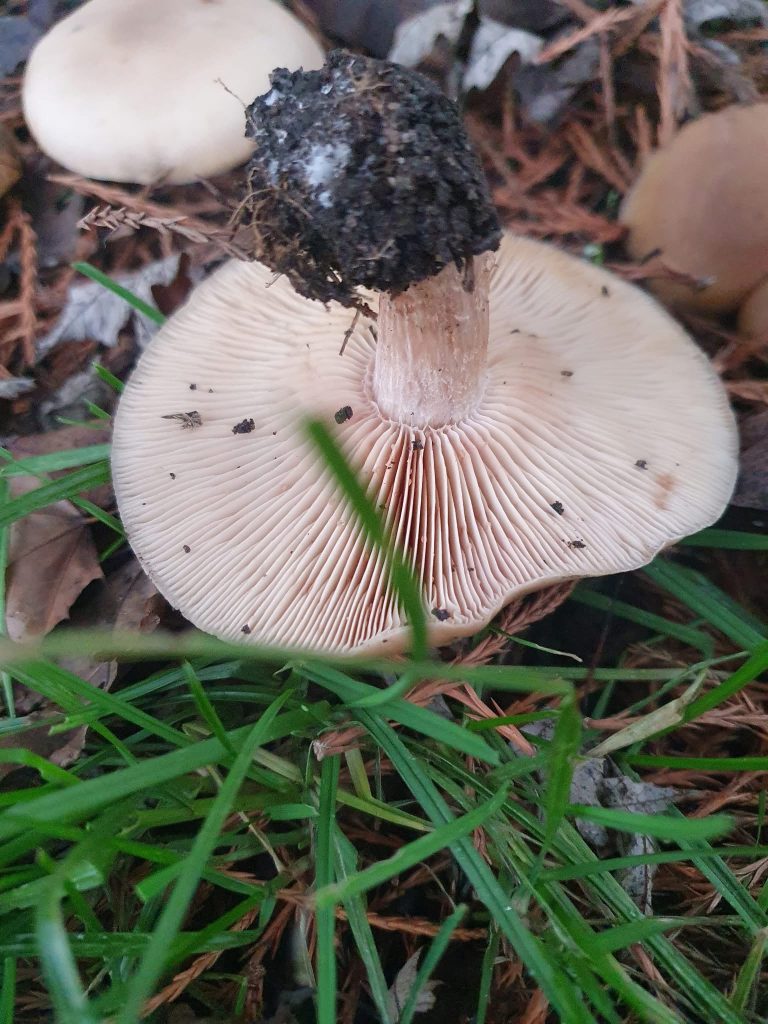 Collybia irina