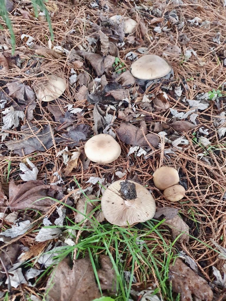 Collybia irina
