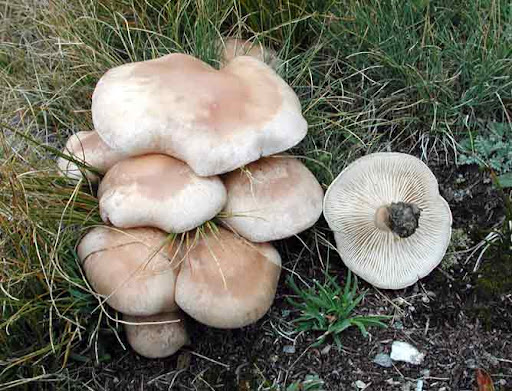 Collybia irina