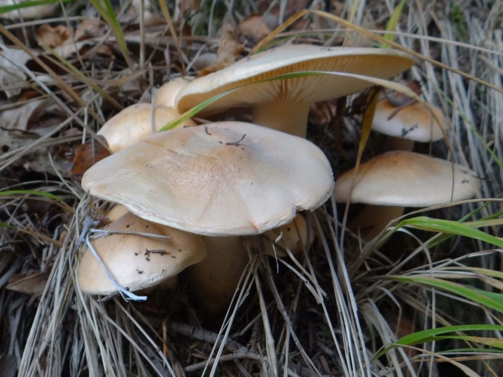 Collybia irina