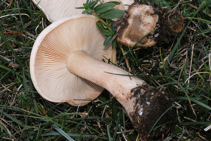 Collybia irina