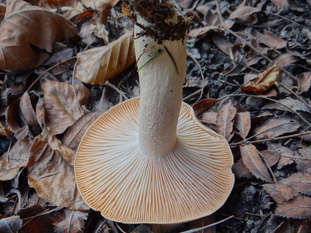 Collybia irina