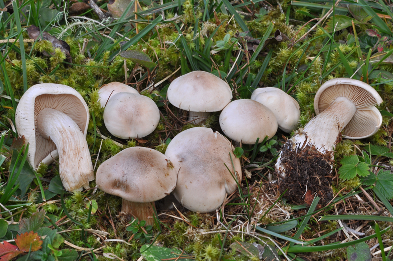 Collybia irina