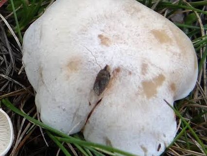 Collybia rivulosa