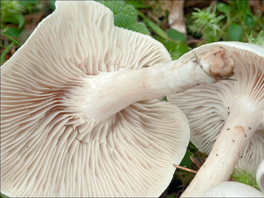 Collybia rivulosa