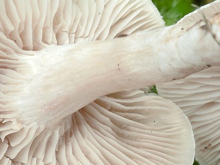 Collybia rivulosa