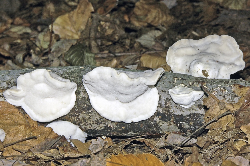 Tyromyces chioneus