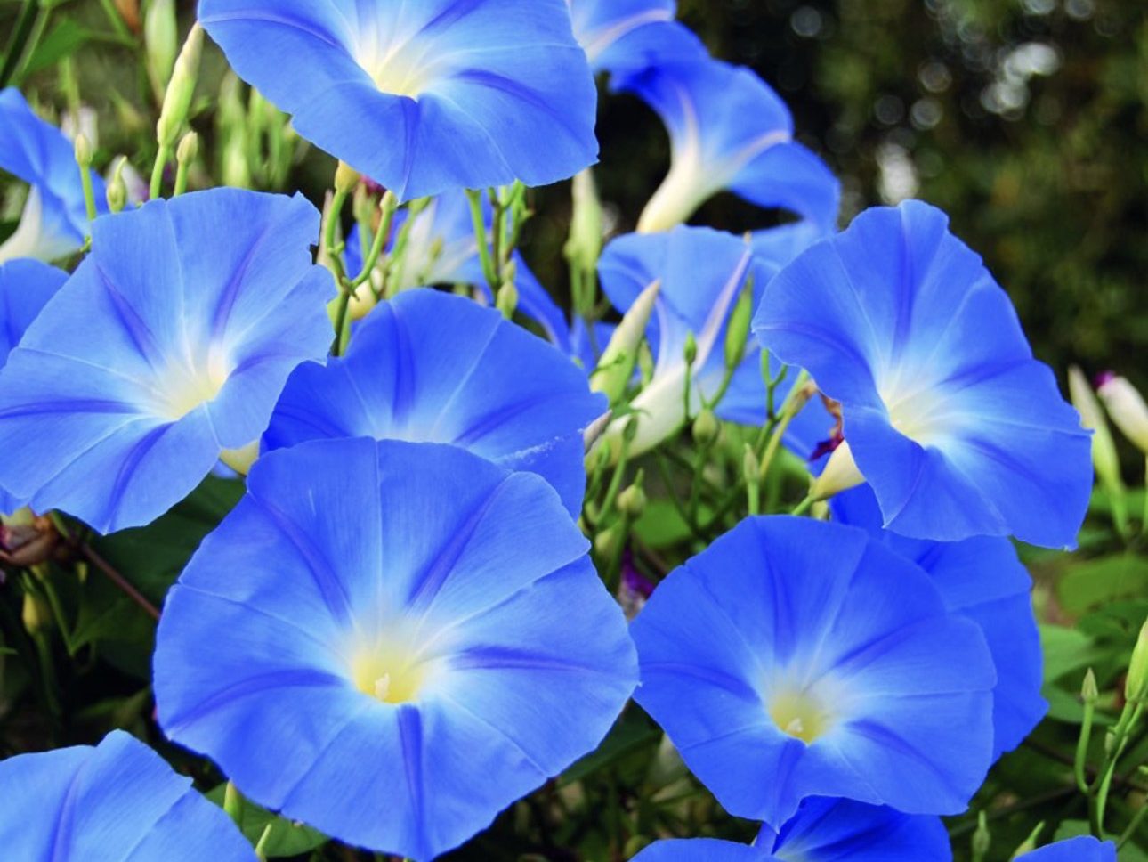 Periglandula clandestina mantarının keşfi