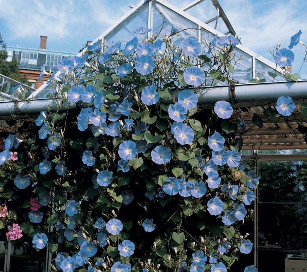 Periglandula clandestina mantarının keşfi