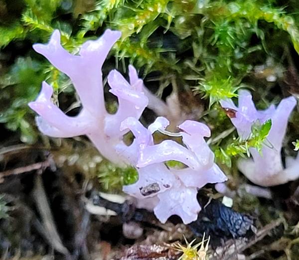 Ramariopsis pulchella