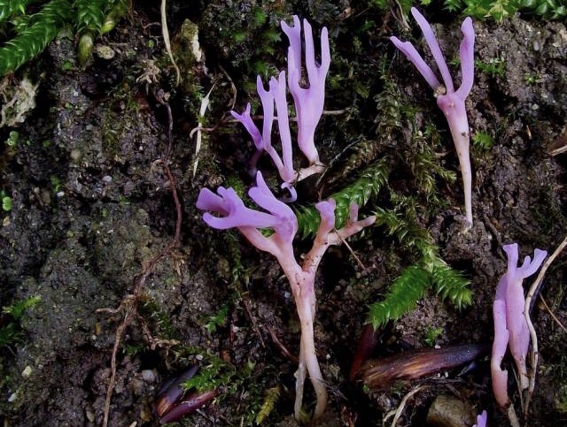 Ramariopsis pulchella