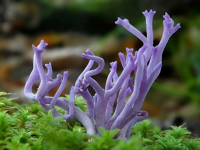 Ramariopsis pulchella