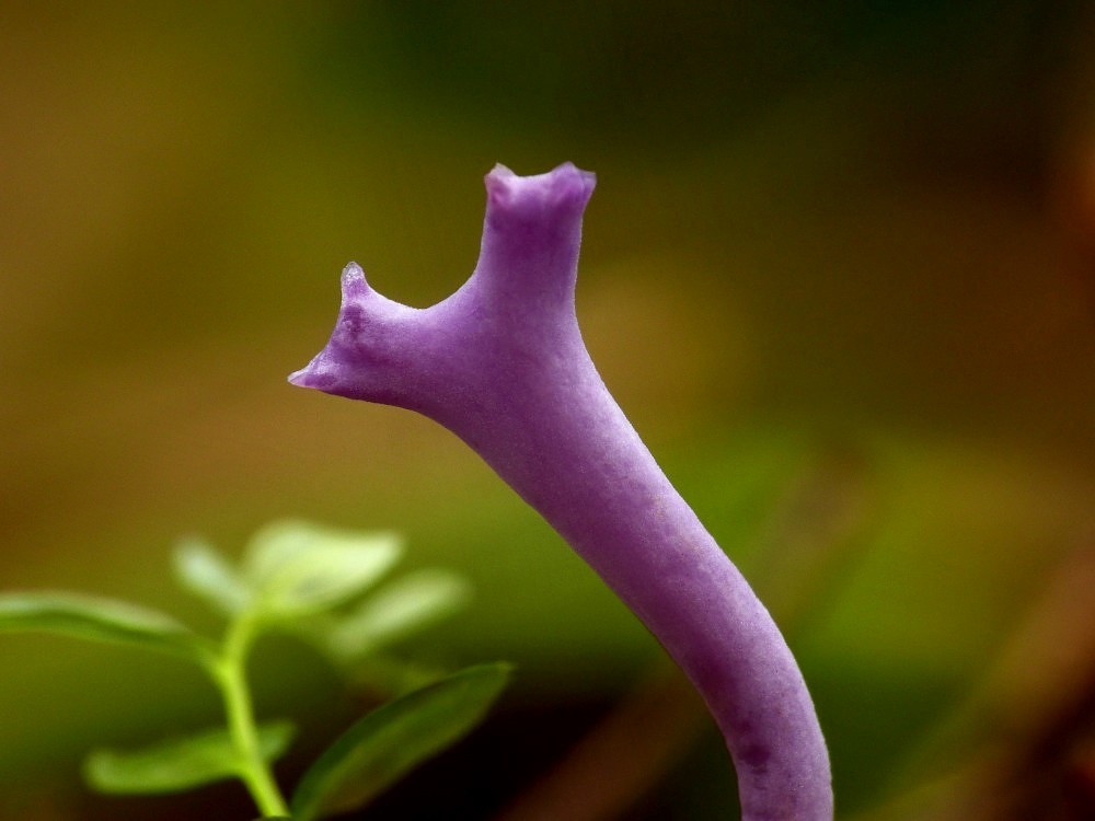 Ramariopsis pulchella