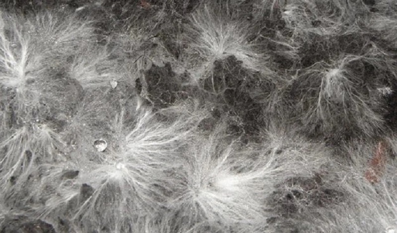 Mantarlarda Beslenme Nasıl Olur