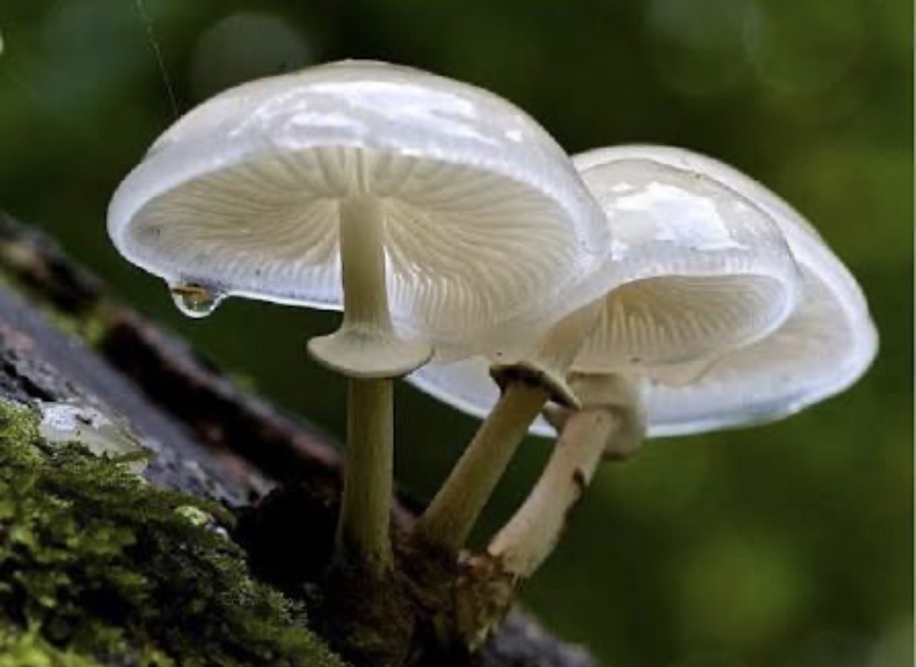 Mantarlarda Beslenme Nasıl Olur