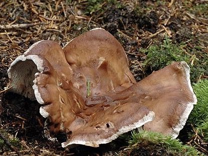 Phellodon violascens