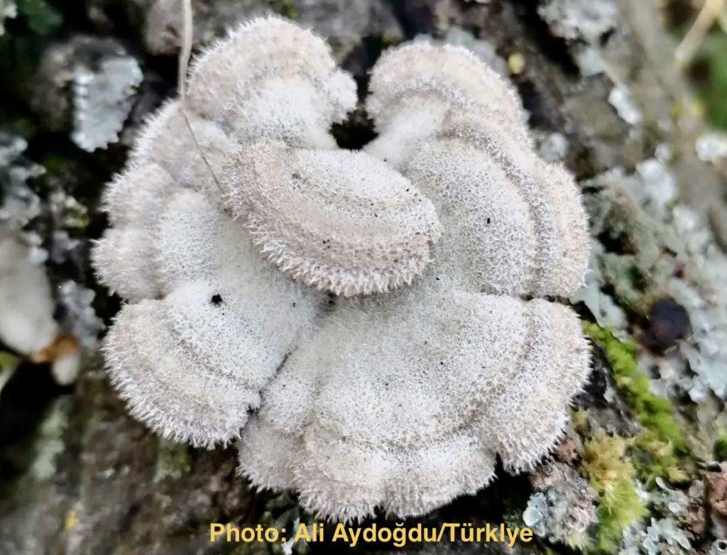 Schizophyllum commune Katil Mantar mı