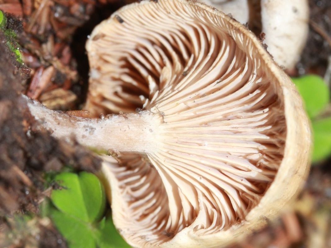 Rhodocybe tugrulii