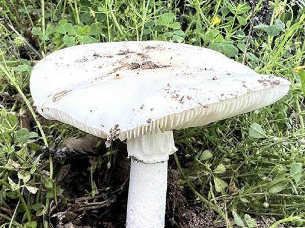 Amanita vidua