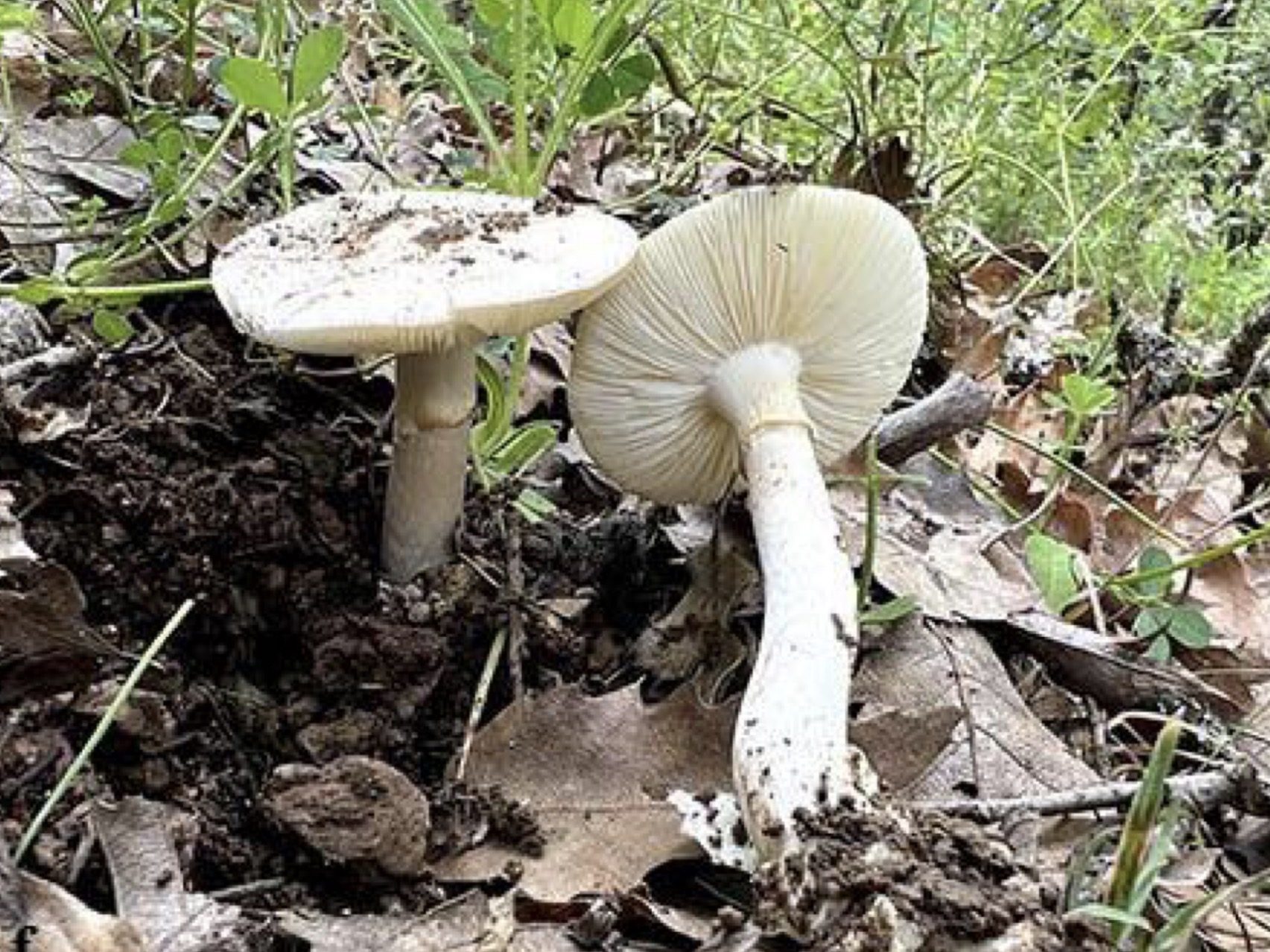 Amanita vidua