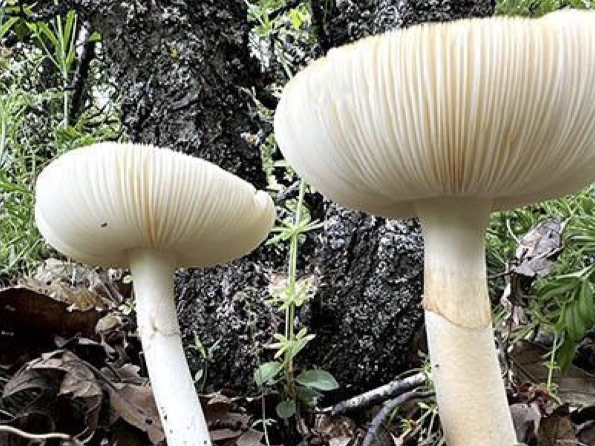 Amanita vidua