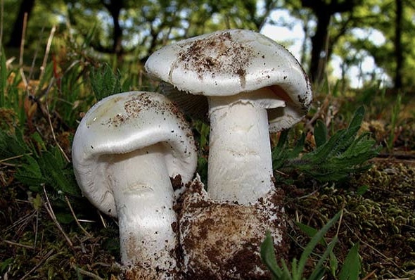 Amanita vidua