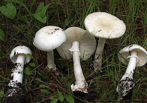 Amanita vidua