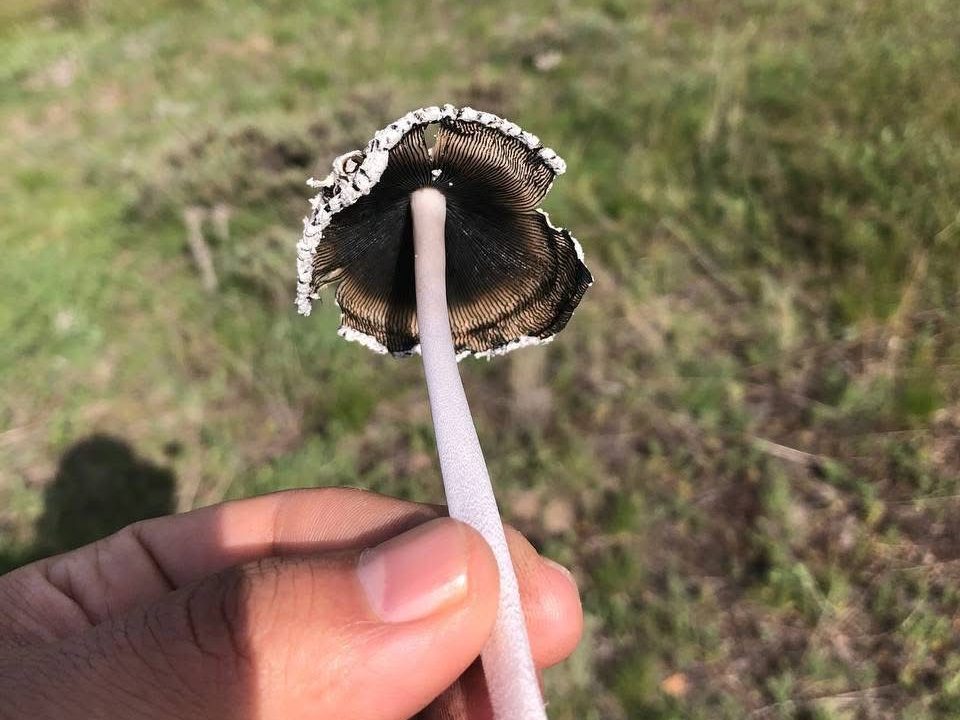 Coprinopsis nivea
