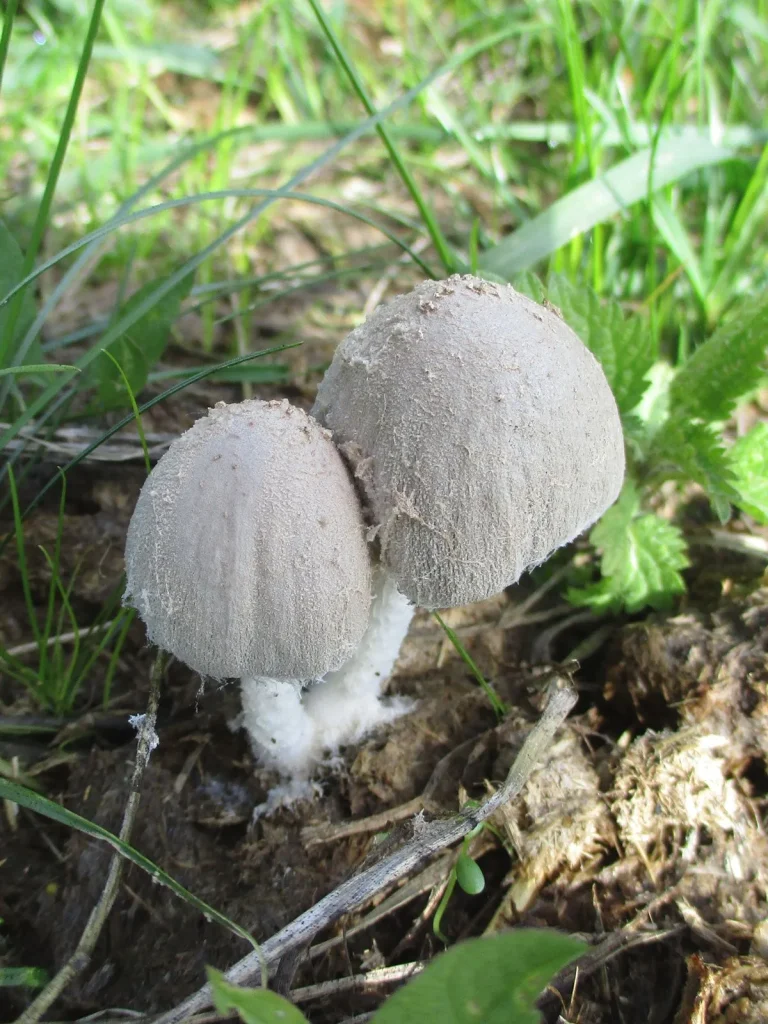 Coprinopsis nivea
