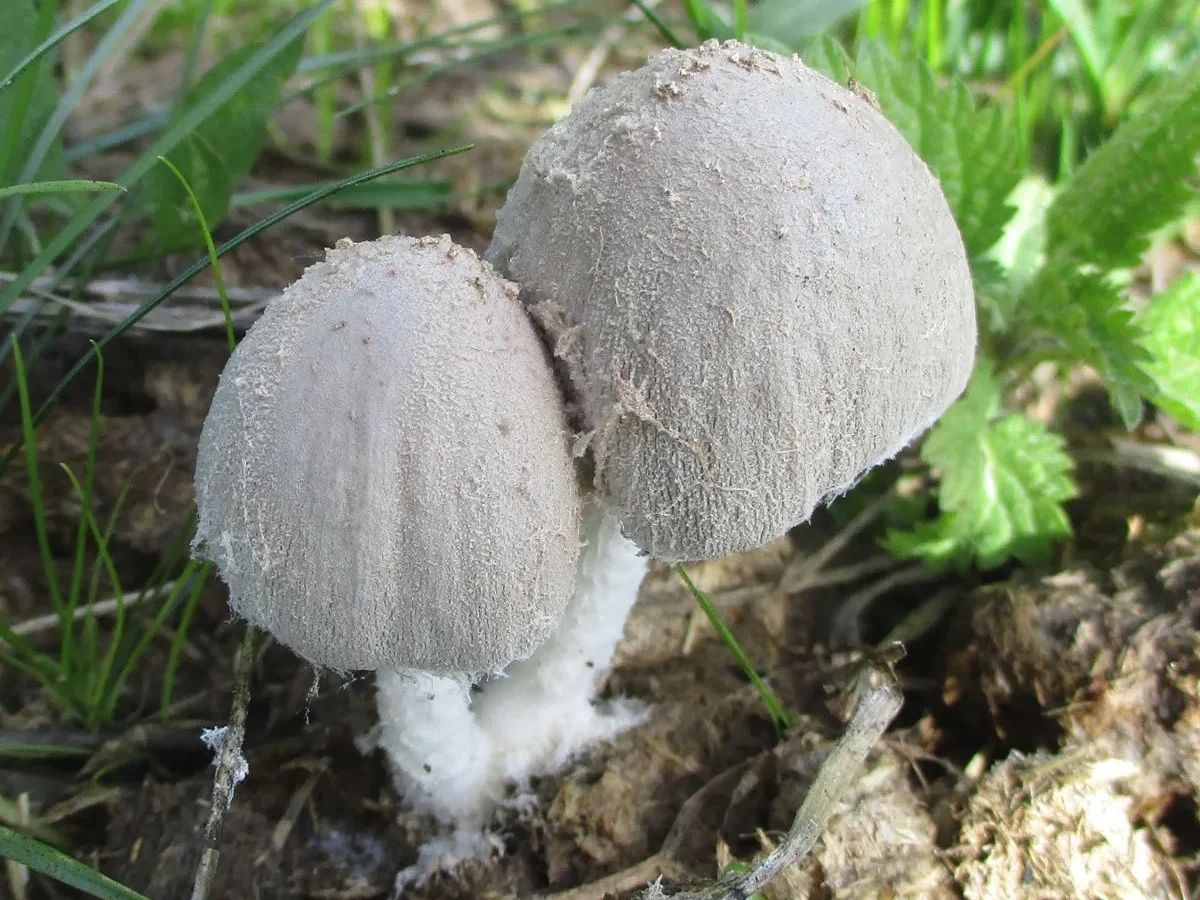 Coprinopsis nivea

