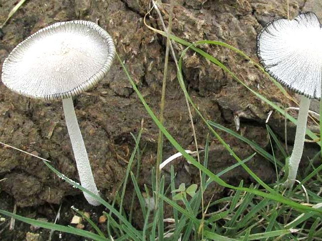 Coprinopsis nivea
