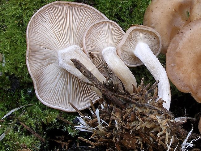 Rhizocybe vermicularis