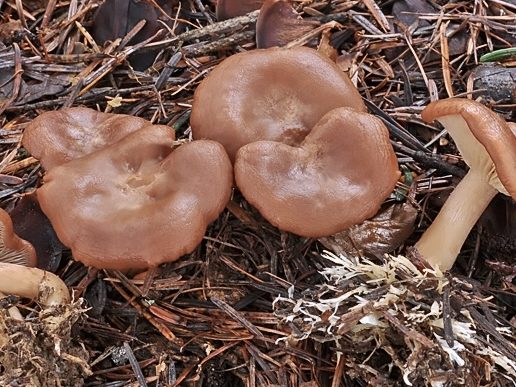 Rhizocybe vermicularis